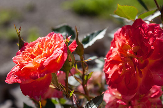 Friedhof & Bestattung